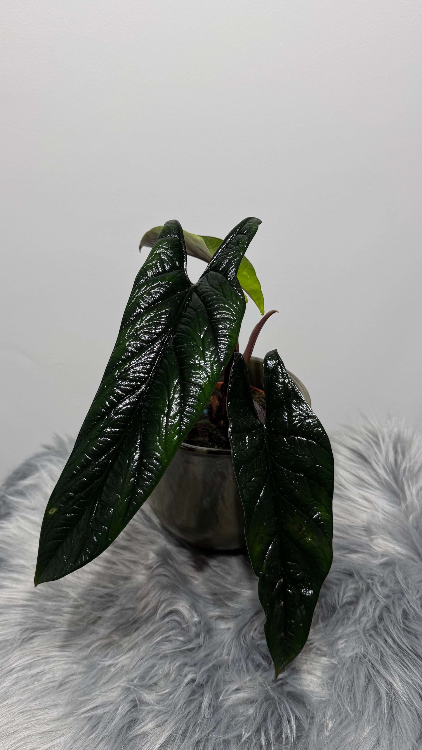 Alocasia Scalprum