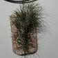 Gaisa augs Tillandsia Air plant 11