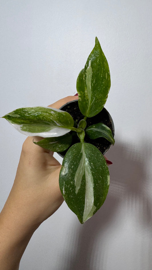 Philodendron 'White Wizard'