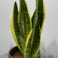 Sansevieria Futura Superba