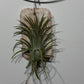 Air plant Tillandsia Air plant 6