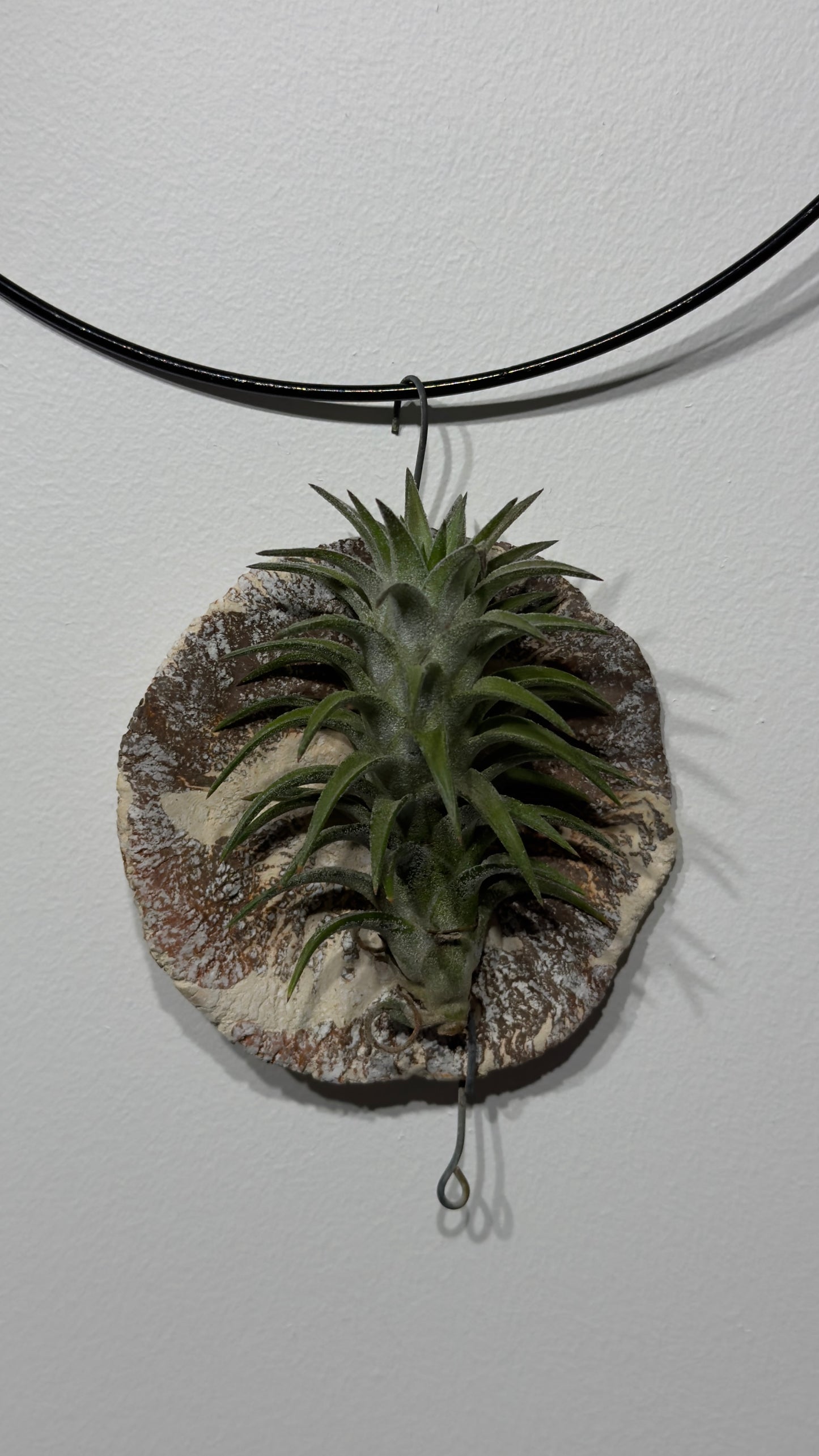 Oro gamykla Tillandsia Oro gamykla 5