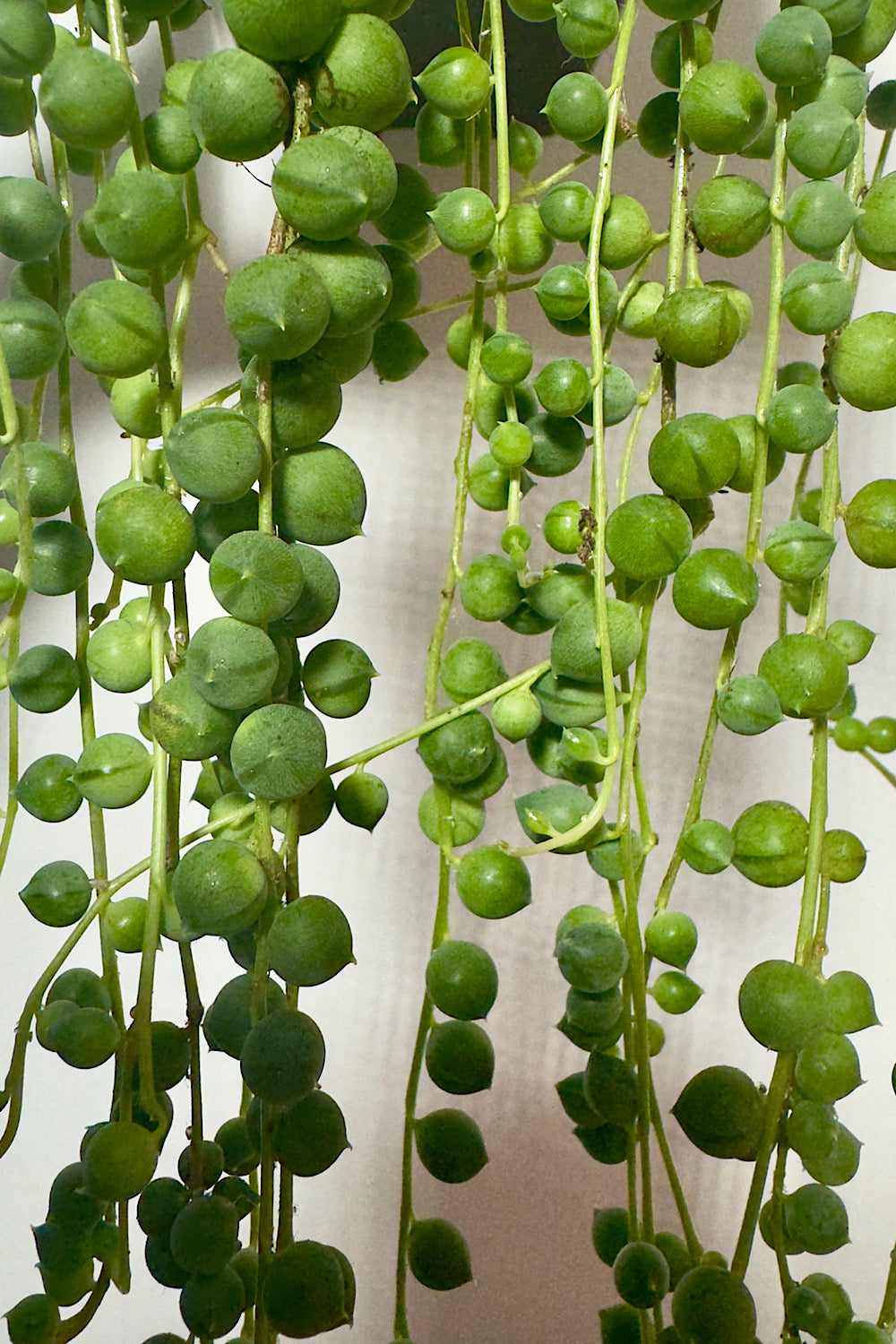 Senecio Rowleyanus