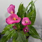 Zantedeschia 3