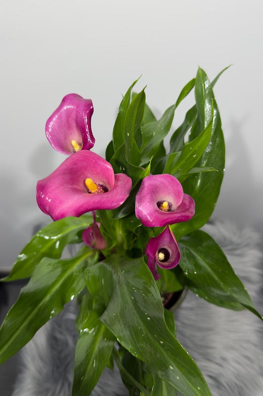 Zantedeschia 3