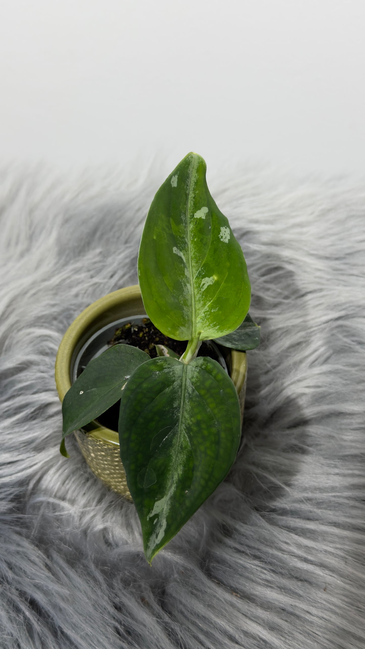 Aglaonema Pictum Tricolor