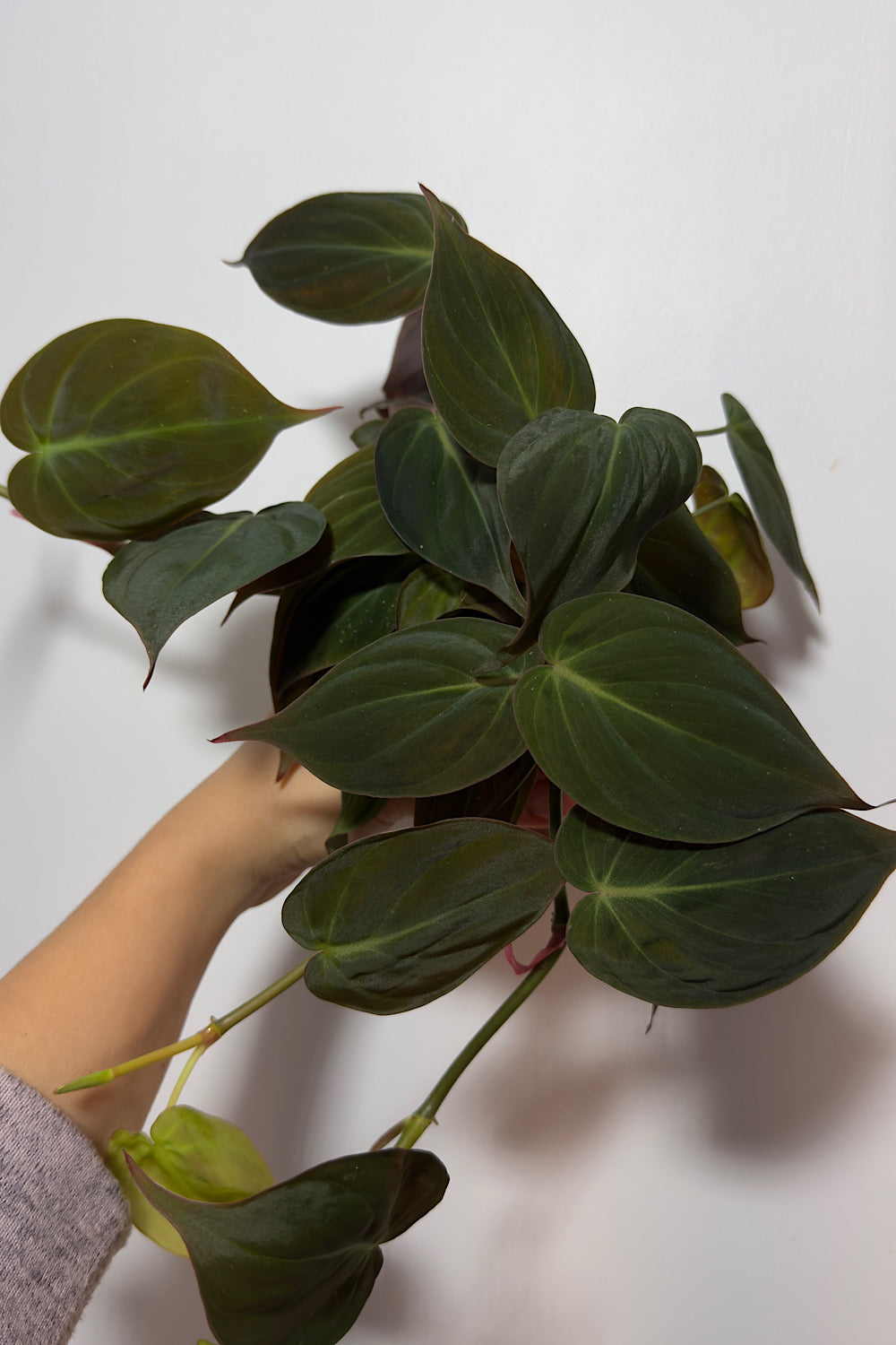 Philodendron Micans