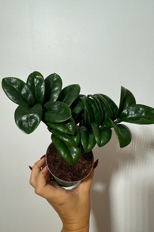 Zamioculcas Zenzi