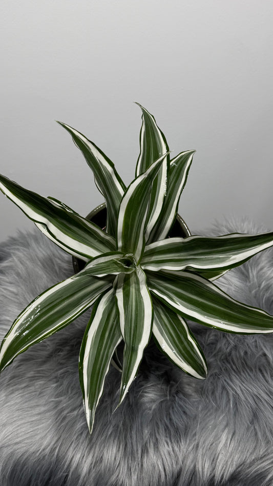 Dracaena White Jewel