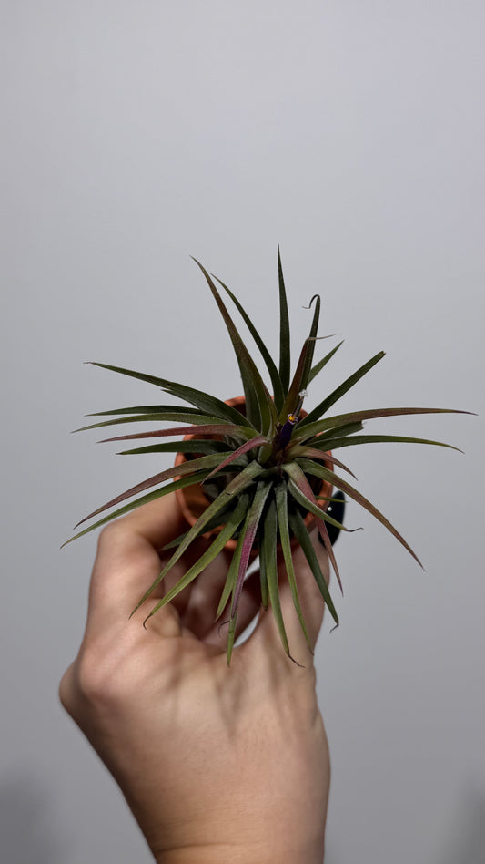 Air plant Tillandsia Air plant 1