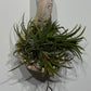 Gaisa augs Tillandsia Air plant 3