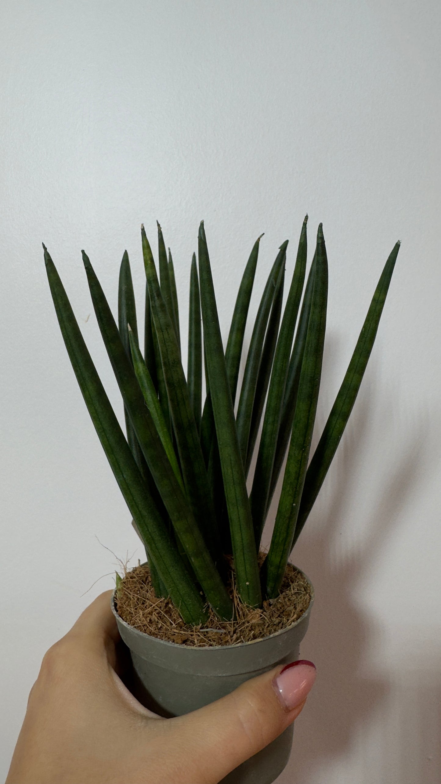 Sansevieria cylindrica 'Spaghetti'