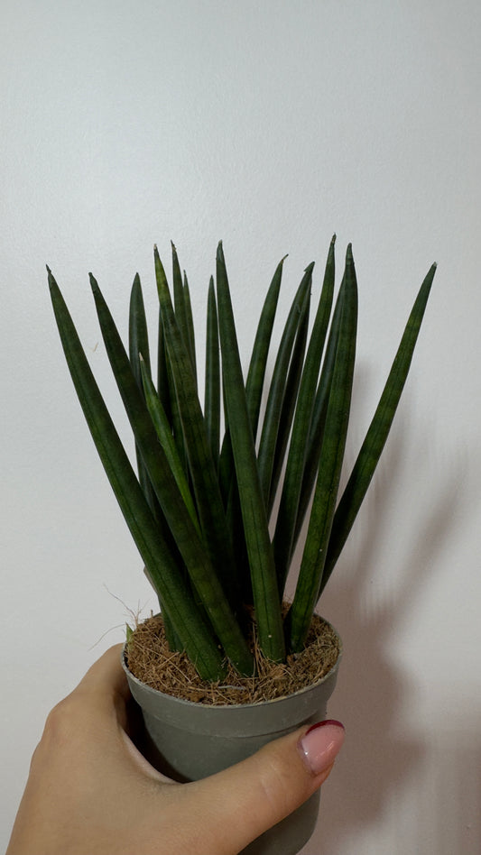 Sansevieria cylindrica 'Spaghetti'