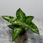 Aglaonema Pictum Tricolor