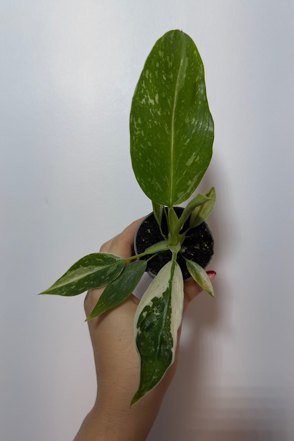 Philodendron Jose Bueno