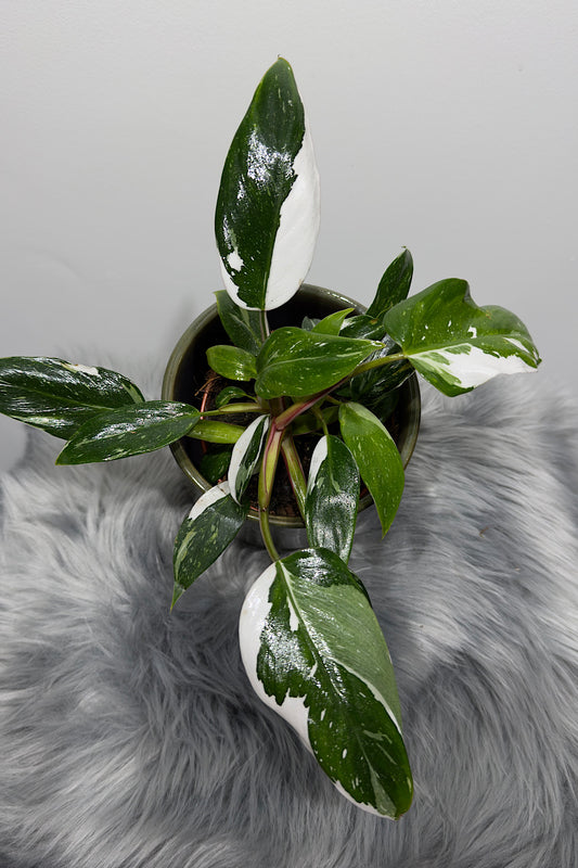 Philodendron 'White Princess'