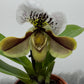 Paphiopedilum Orchid America 3