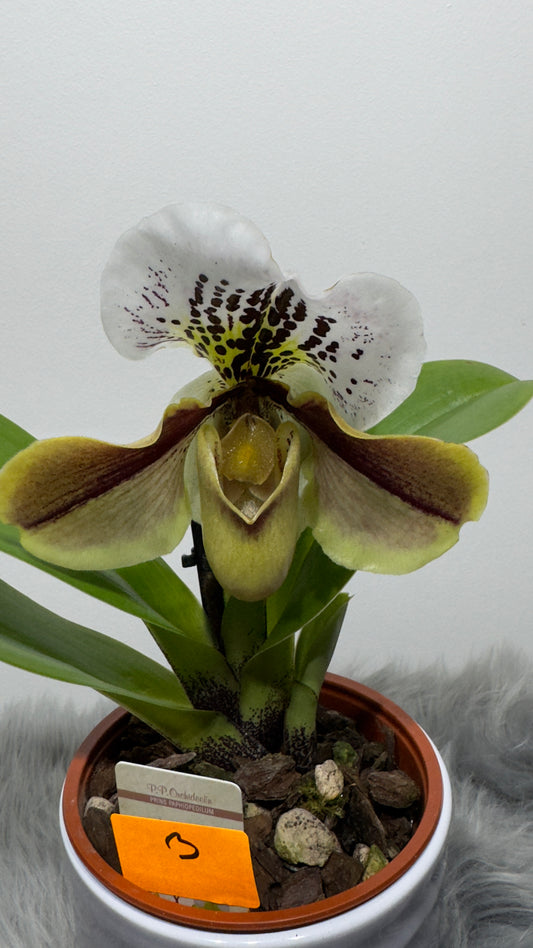 Paphiopedilum Orchid America 3