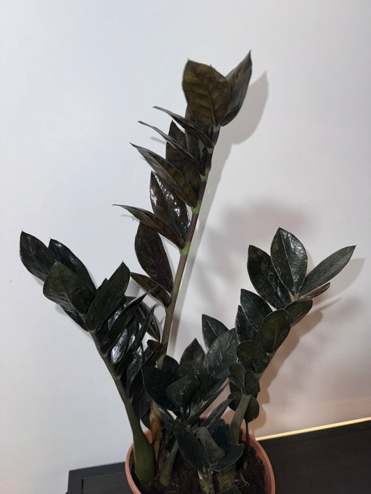 Zamioculcas Raven