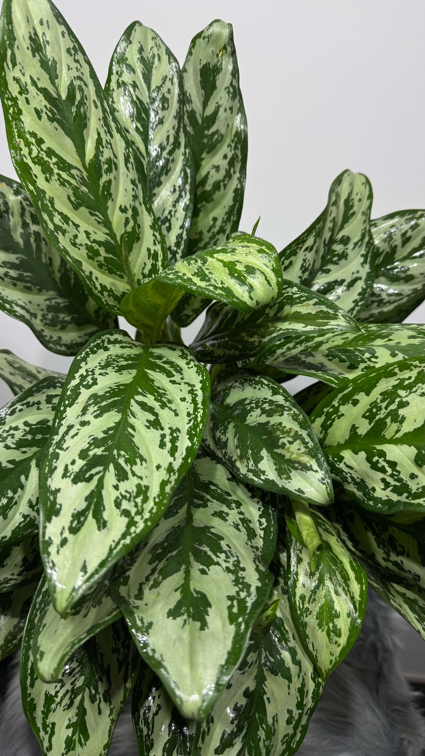 Aglaonema Laurel Green