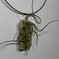 Air plant Tillandsia Air plant 8