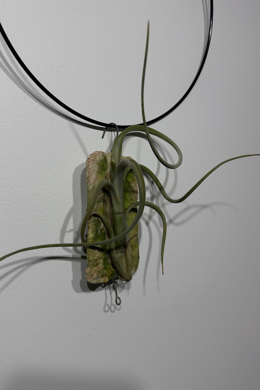 Air plant Tillandsia Air plant 8