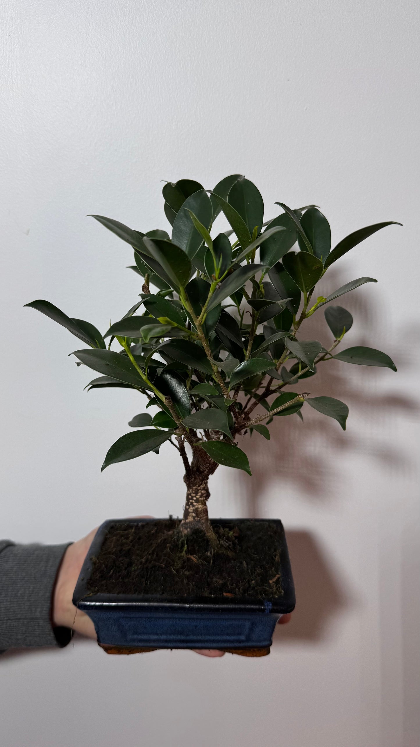 Bonsai Ficus