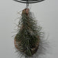 Gaisa augs Tillandsia Air plant 2 2