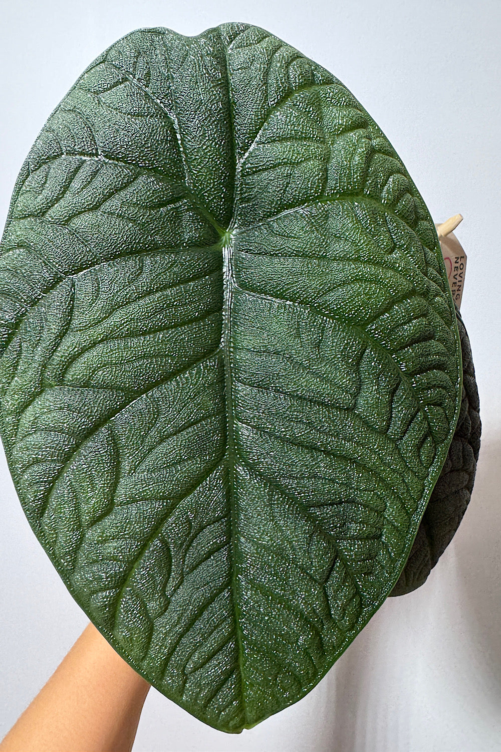 Alocasia Melo