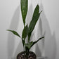 Aspidistra elatior Milky Way Home Blessing