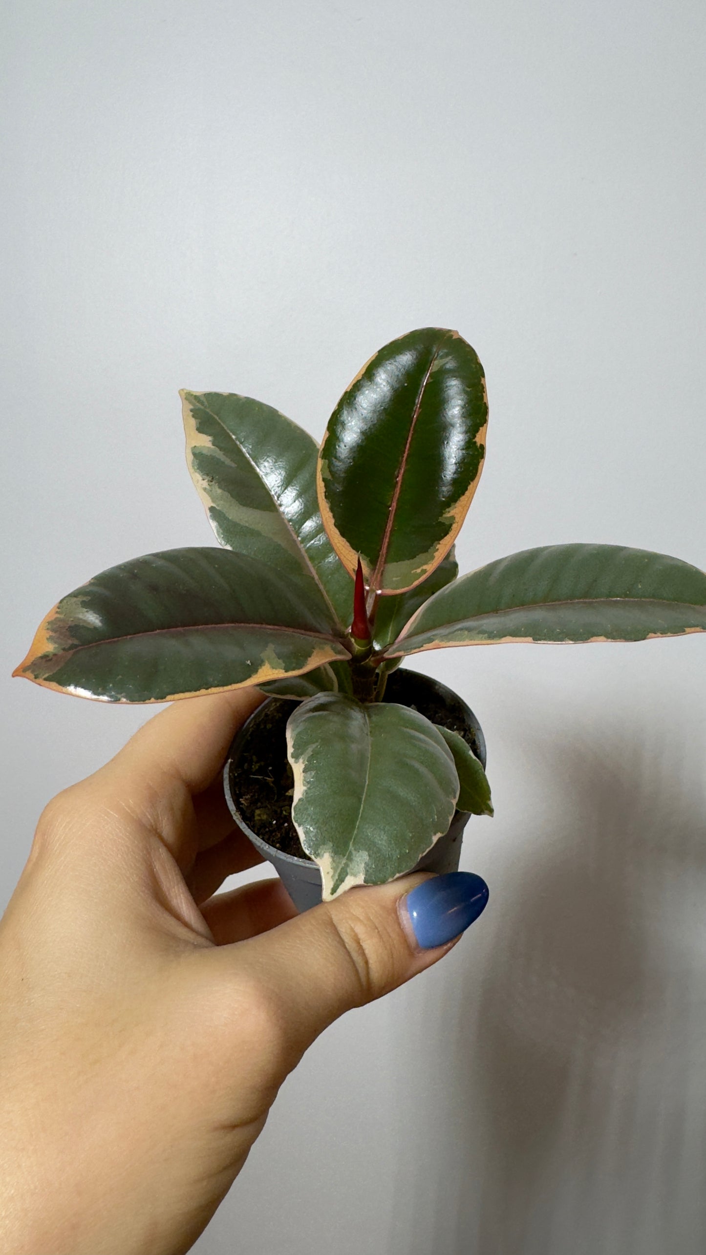 Ficus Ruby Bicolor