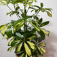 Schefflera Gerda