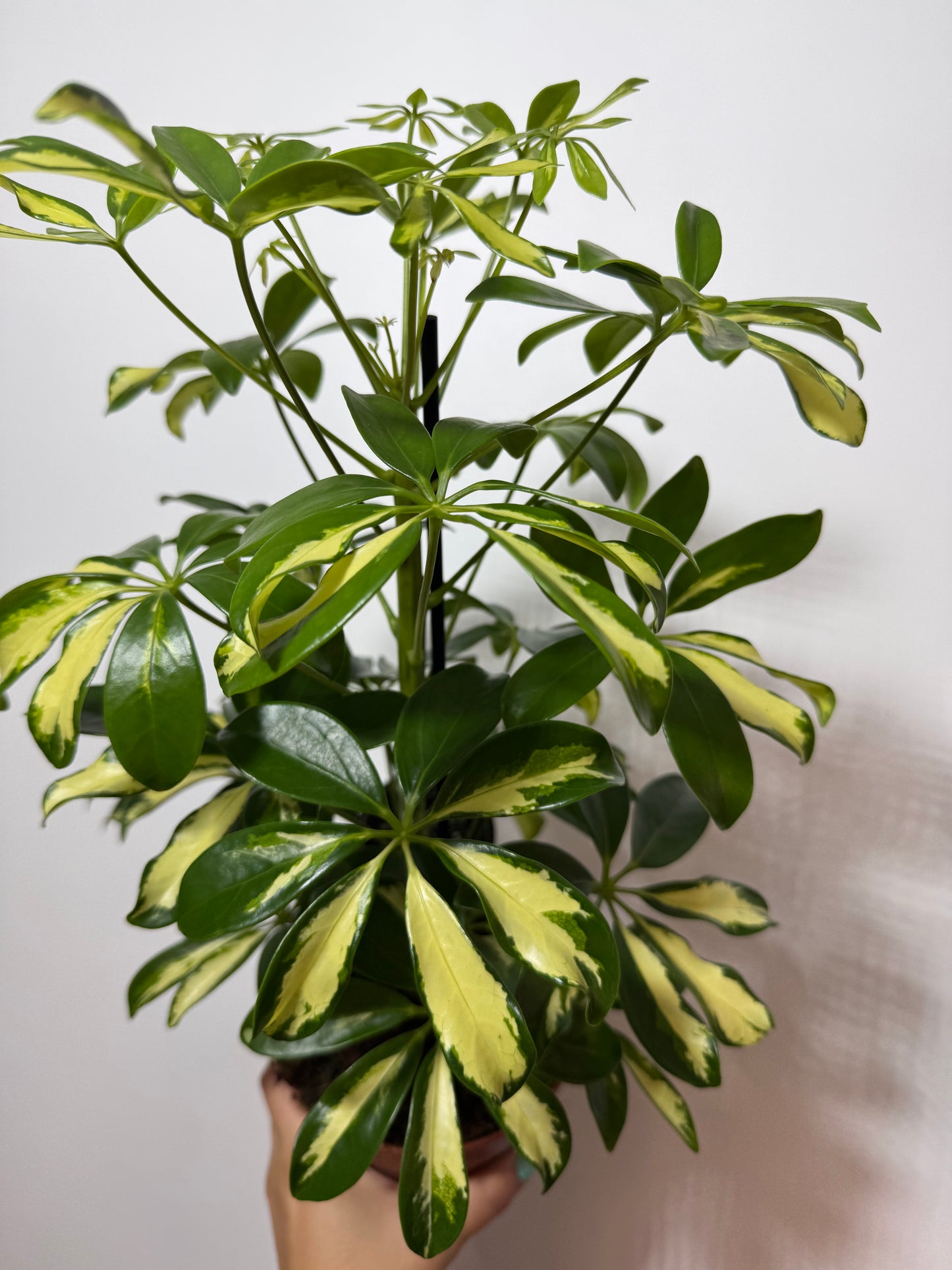 Schefflera Gerda