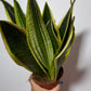 Sansevieria Black Gold