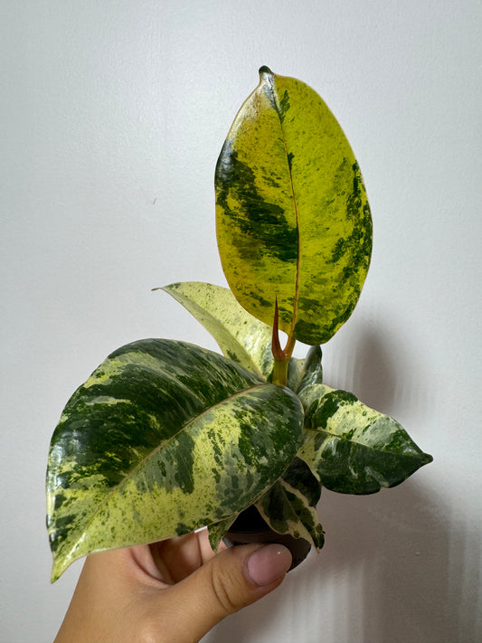 Ficus Schrijveriana