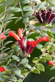 Aeschynanthus Caroline - www.augi - plants.lv