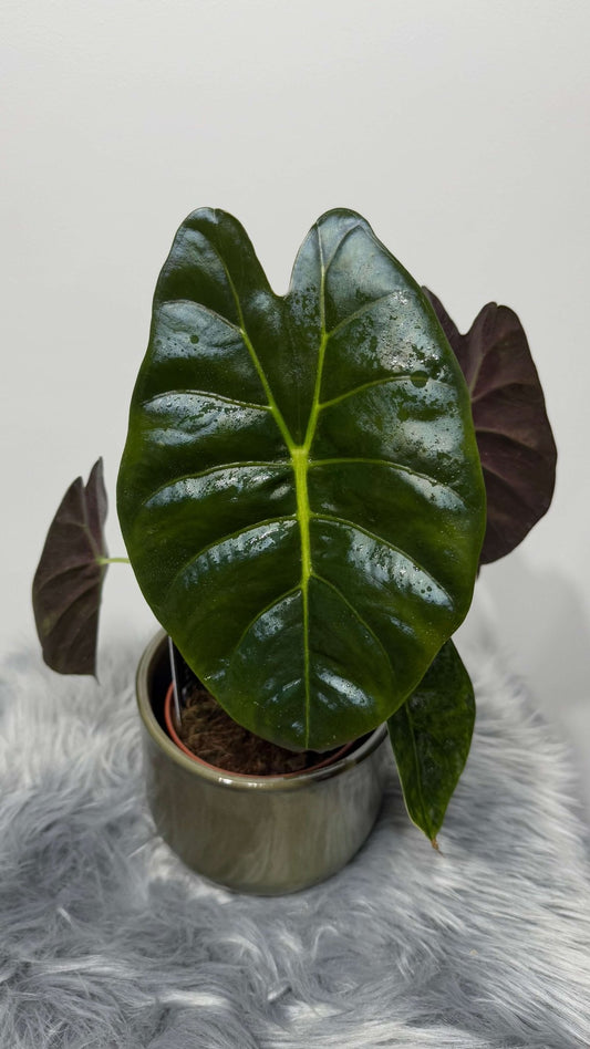 Alocasia Golden Bone - www.augi - plants.lv