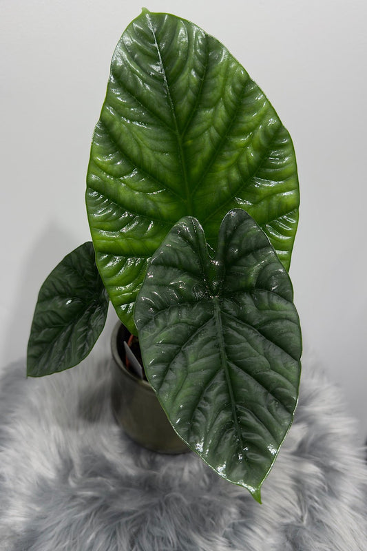 Alocasia Lukiwan - www.augi - plants.lv