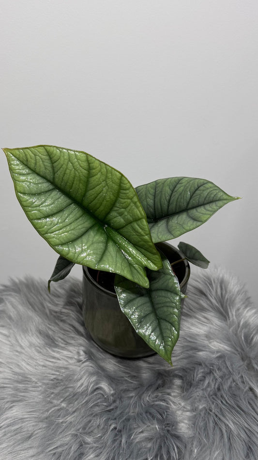 Alocasia Platinum - www.augi - plants.lv