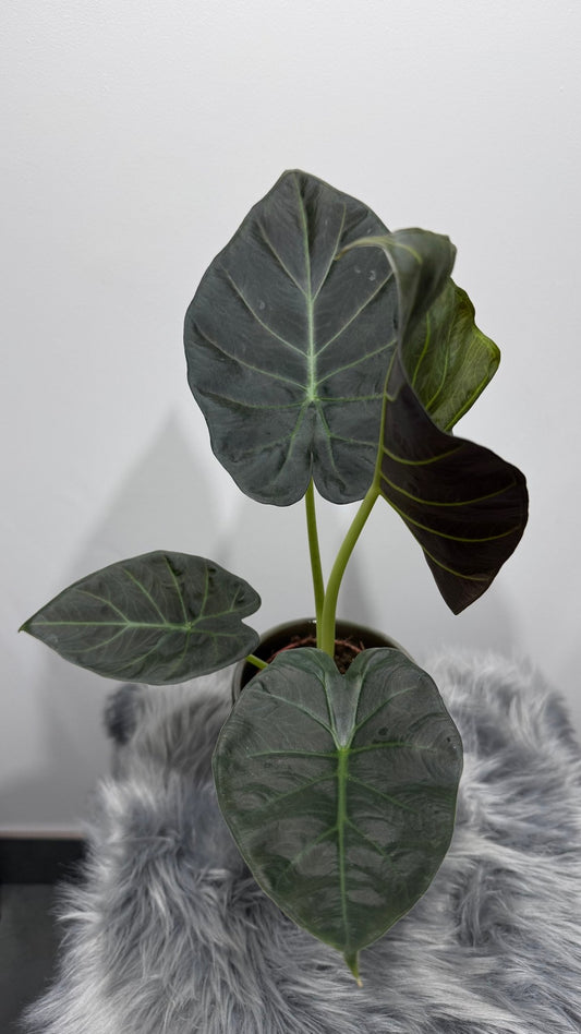 Alocasia Regal Shields - www.augi - plants.lv