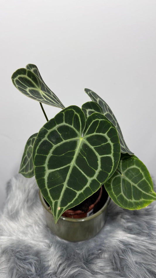 Anthurium Clarinervium - www.augi - plants.lv