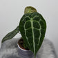 Anthurium Forgetti - www.augi - plants.lv