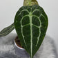 Anthurium Forgetti - www.augi - plants.lv