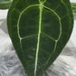 Anthurium Forgetti x nigrolaminum - www.augi - plants.lv