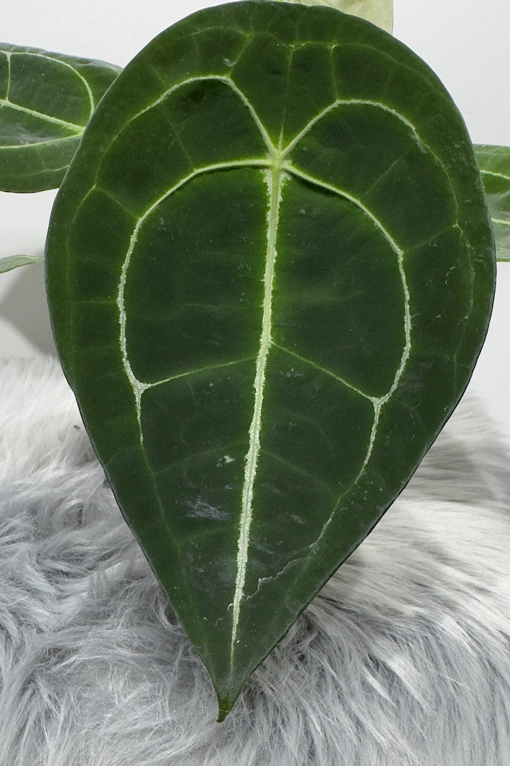 Anthurium Forgetti x nigrolaminum - www.augi - plants.lv