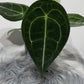 Anthurium Forgetti x nigrolaminum - www.augi - plants.lv