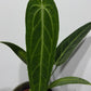 Anthurium Warocqueanum - www.augi - plants.lv