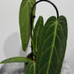 Anthurium Warocqueanum - www.augi - plants.lv