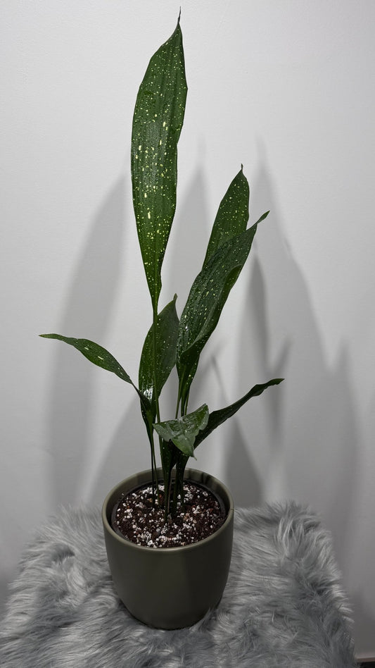 Aspidistra elatior Milky Way Mājas svētība - www.augi - plants.lv