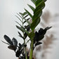 Zamioculcas Raven